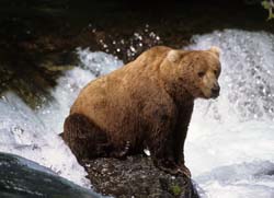 Kodiak Brown Bear
