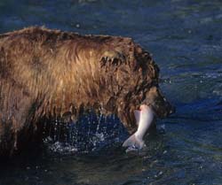 Kodiak Brown Bear