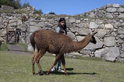 Machu Picchu Photo