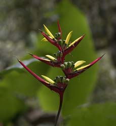 Peru Flowers