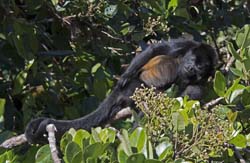 Mantled Howler