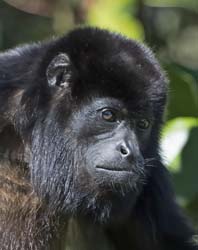 Mantled Howler