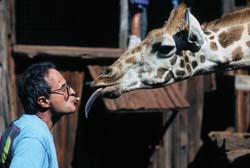 Masai Giraffe