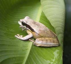 Masked Leaf Frog