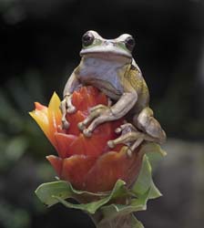 Masked Leaf Frog