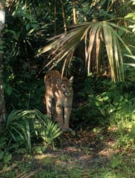 Mountain Lion