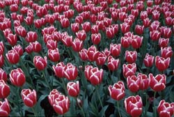 Netherlands
