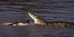 Nile Crocodile