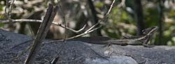 Plumed Basilisk