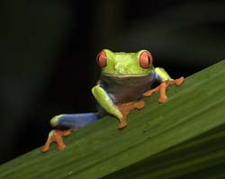 Red-eyed Tree Frog