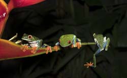 Red-eyed Tree Frog