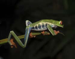 Red-eyed Tree Frog