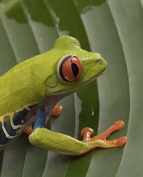 Red-eyed Tree Frog