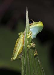 Red-webbed Leaf Frog