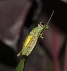 Red-webbed Leaf Frog