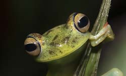 Red-webbed Leaf Frog