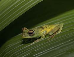 Red-webbed Leaf Frog