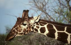 Reticulated Giraffe