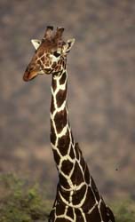 Reticulated Giraffe