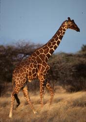 Reticulated Giraffe