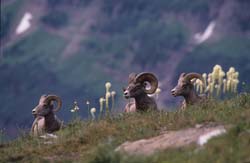 Rocky Mountain Bighorn Sheep
