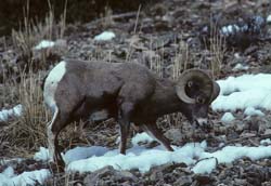 Rocky Mountain Bighorn Sheep
