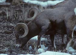 Rocky Mountain Bighorn Sheep