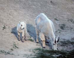 Rocky Mountain Goat