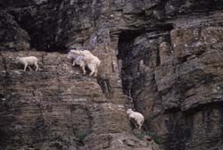 Rocky Mountain Goat