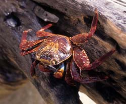 Sally Lightfoot Crab