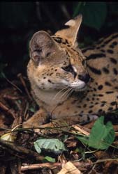 Serval