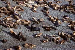 South_American_Sea_Lion