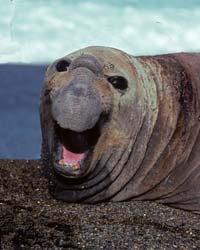 Southern Elephant Seal