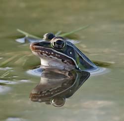 Southern Leopard Frog
