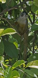 Squirrel Monkey