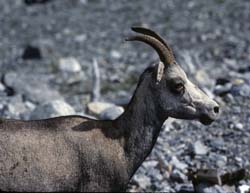 Stone Sheep