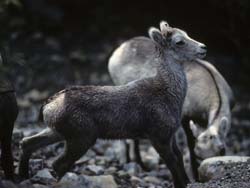 Stone Sheep