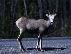 Stone Sheep
