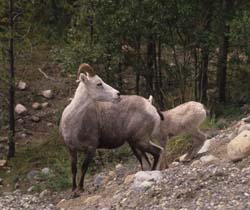 Stone Sheep
