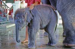 Thailand Photo