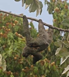 Three-toed Sloth
