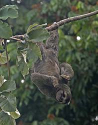 Three-toed Sloth