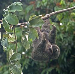Three-toed Sloth