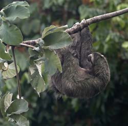 Three-toed Sloth