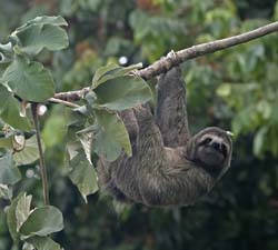 Three-toed Sloth