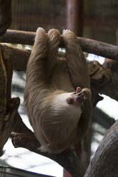 Two-toed Sloth