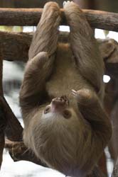 Two-toed Sloth