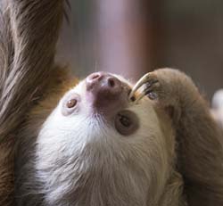 Two-toed Sloth