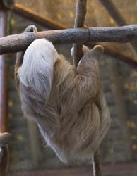 Two-toed Sloth