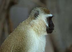 Velvet Monkey